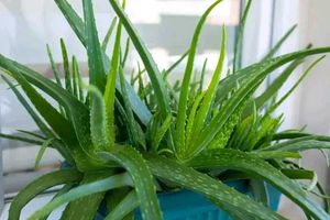 Aloe Vera (Aloe Barbadensis Miller)