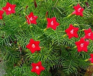 Flowering 🌺🌻🌹🌷 Seeds @ Low Price
