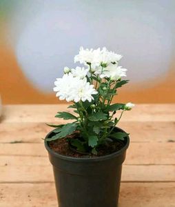 Live White Sewanti Plant