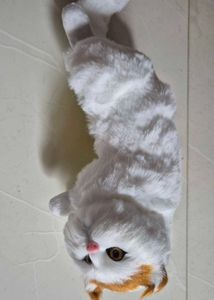 Cat Toy