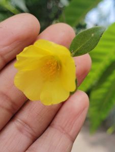 Combo Of 15 Colours Mixed Portulaca Plant