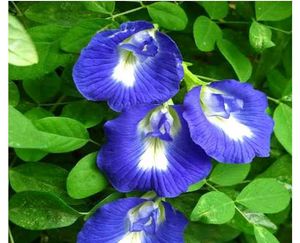Plant And Seed