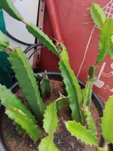 red Dragon Fruit Cactus Plant cuttings with roots