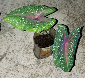 Combo of 2 Plants