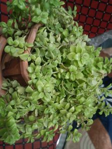 Tangled Heart Plant