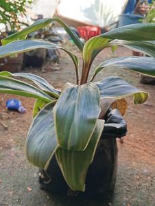 combo of Cordyline fruticosa and aglaonema Chinese