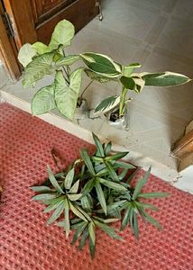 Set 3 Arrohead & Moses & Never Plants