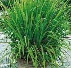 Lemongrass Leavers Fresh/dry