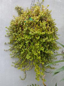Plants