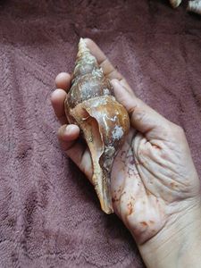 free delivery(largest True tulip shell