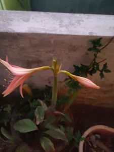 Amaryllis Bulb 1