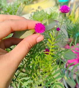 Gomphrena Seeds