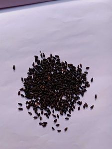 Red Cypress Vine Seeds