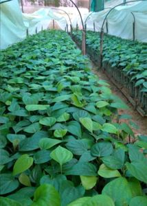 Fresh Black Peppercorns Plant