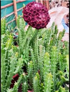 caralluma umbellata
