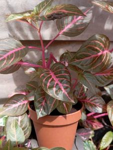 Combo Of 10 Live Root Plants ☘️🌱
