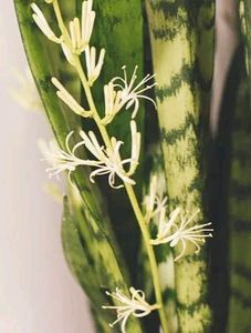 Snake Plant Variegated