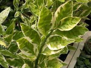 3 Variegated Devil&#39;s Backbone Plant