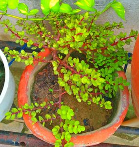 Combo Plant