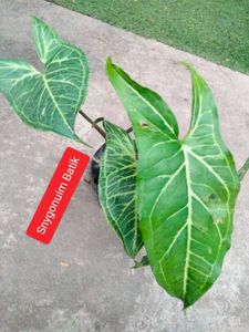 Plants For Home, Combo Offer