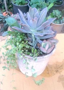 Combo Of Succulent Plant