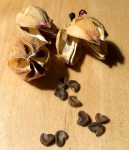 Gul Dopahri / Diya Bati Flower / Moss Rose Seeds