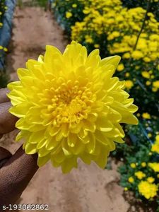 Colourful Chandramallika Live Plant...Pack Of 4