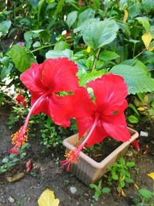 Red And Orange Hibiscus Cutting Saplings