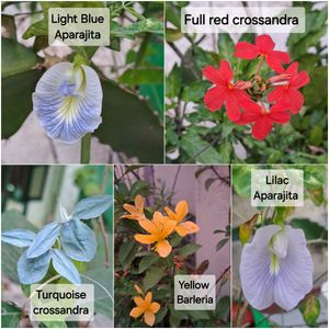 RARE FLOWERING PLANT SEEDS