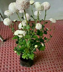 Set 2 Beautiful Sewanti  &amp; Gulab Plants