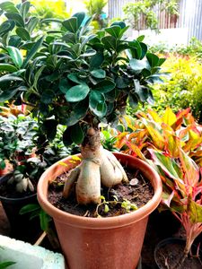 Ginseng Ficus Bonsai