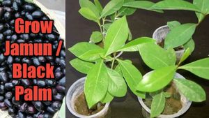 Fresh Java Plums (Jambolan)