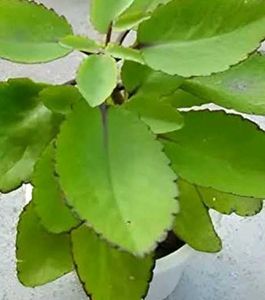 Medical Plant Patharchatta