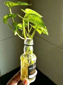 Money Plant Cuttings Only . Bottle/Pot Without