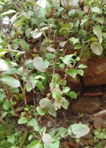 Gande Ka Plants And Tulsi Seeds, Plant