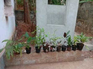 10 Plants