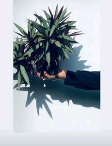 Moses-in-the-cradle Plant