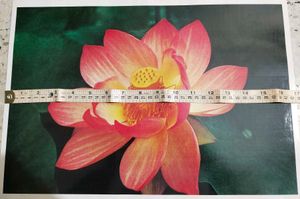 Pretty Red Flower Picture