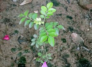 Curry Plants