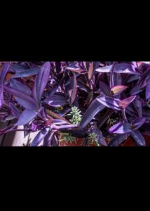 Purple 💜 Vine Plant