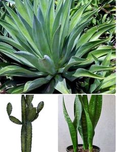 Combo Of 7 Air Purifier Plants