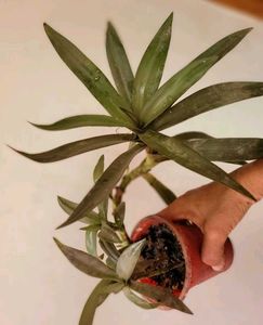Set 2 Zabronics &amp; Moses In The Cradle Plants
