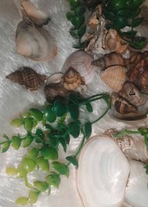 Sea Shells For Aquarium Or Decoration