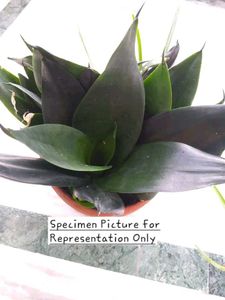 Dwarf Snake Plant - Sansevieria ‘Black Dragon&#34;