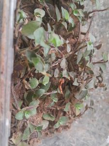 Real Rooted Purple Green Trailing Potted Plant