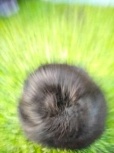 Hair Style