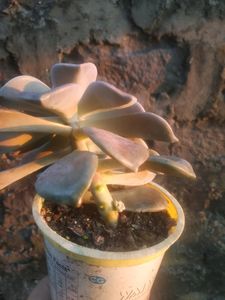 Graptoveria Purple Delight