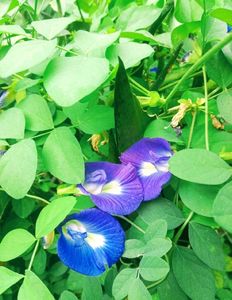 Blue🔷 Aparajita Flower Seeds