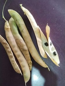 Aprajita Plant Seeds