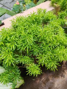 Ming Aralia Plant - Bright Green Foliage